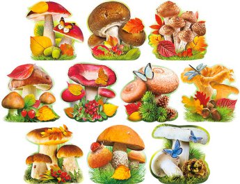 Набор открыток на скотче, грибы НР33